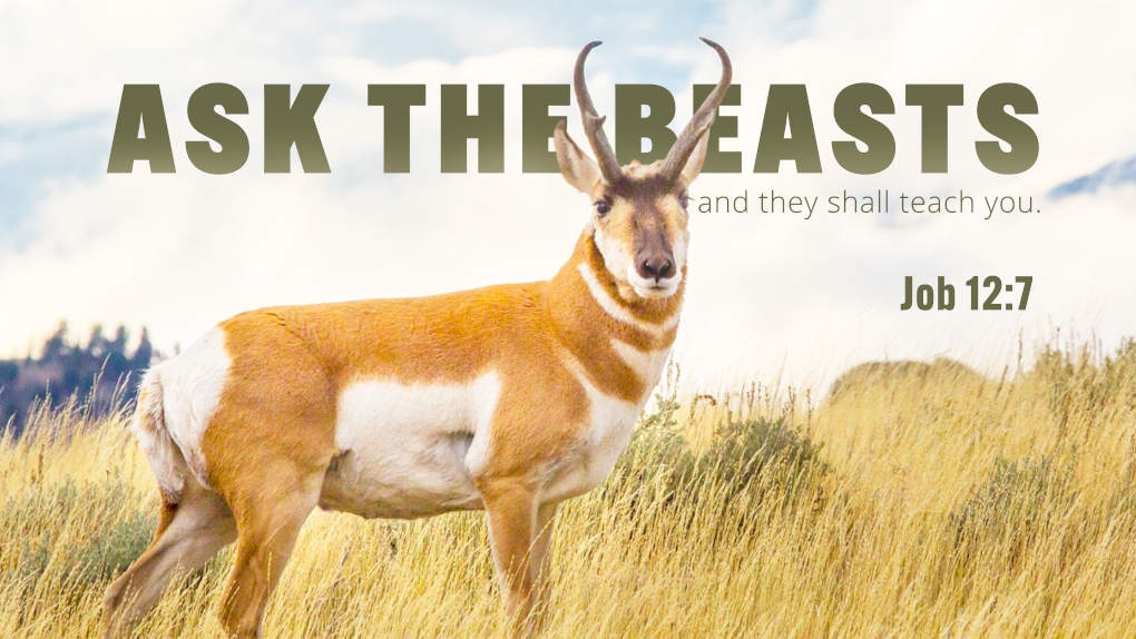 Ask the beasts, and they shall teach you. Job 12:7